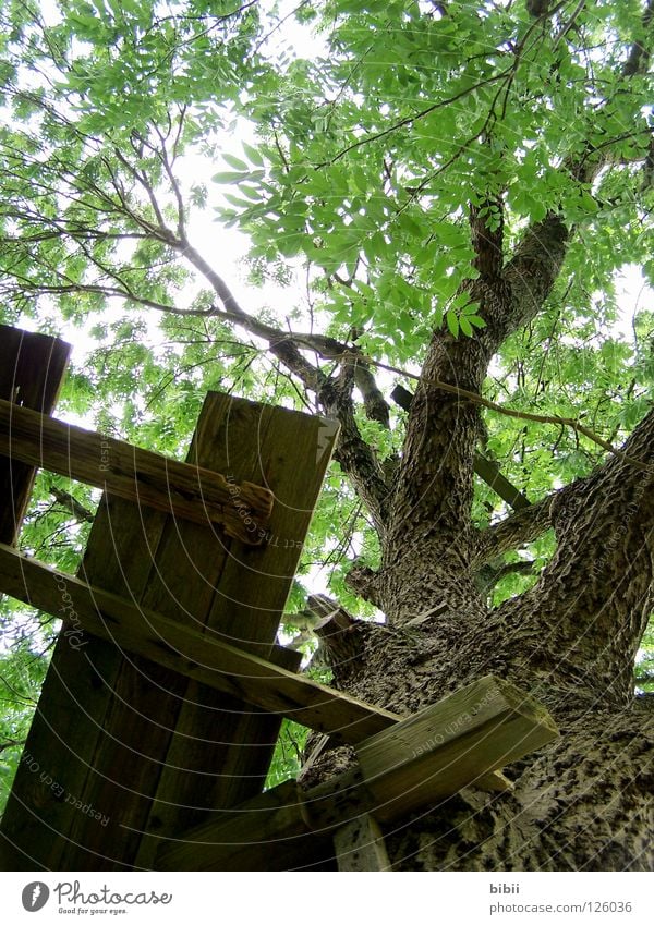 climbing tree Tree Ash-tree Plant Green Leaf Treetop Baldachin Brilliant Sunbeam Broken Tree house Wood Nail Playground Memory Beautiful Relaxation Dangerous