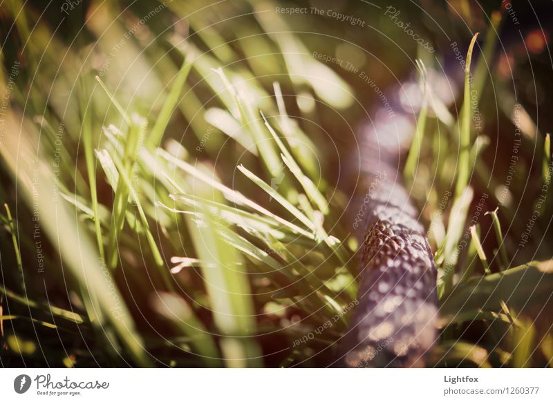 Rekel Snake Animal Pet Wild animal Accuracy Brave Environment Environmental protection Crawl Wiggly line Gray Grass Claustrophobia Poison Bite Colour photo