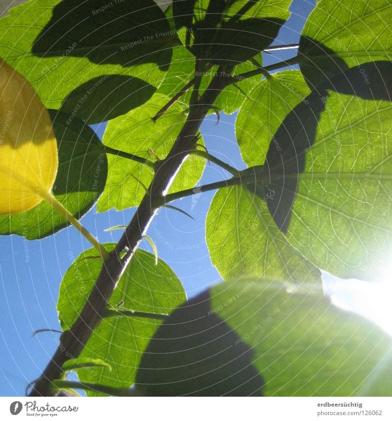 first spring fever Leaf Green Rachis Beautiful weather Flower Window board Translucent Colour Spring Blue Sky Sun vernally Lighting Twig good mood yellow leaf