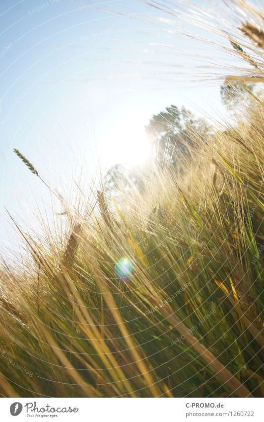 into the light Environment Nature Sky Cloudless sky Sun Summer Plant Agricultural crop Field Warmth Blue Gold Green Grain field Blade of grass Wheat Rye