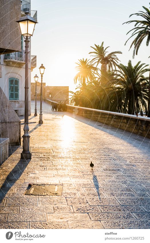 Bari Sunrise Sunset Sunlight Summer Beautiful weather Small Town Vacation & Travel Italy Apulia Lantern Back-light Palm tree Calm Idyll Colour photo