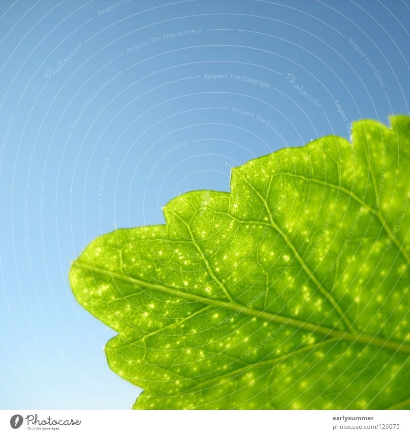 green & blue Colour photo Multicoloured Close-up Detail Macro (Extreme close-up) Pattern Structures and shapes Deserted Copy Space left Copy Space right