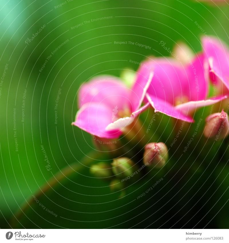 pink glitter crown Flower Blossom White Blossom leave Botany Summer Spring Fresh Growth Plant Yellow Background picture Park Macro (Extreme close-up) Close-up