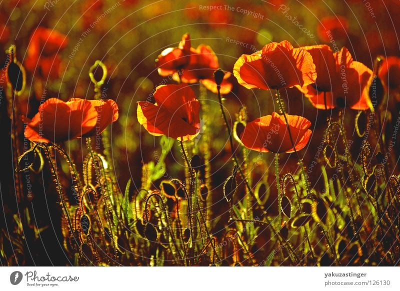 poppy Poppy Red Back-light Light Field Plant Animal Summer Fragrance Pollen