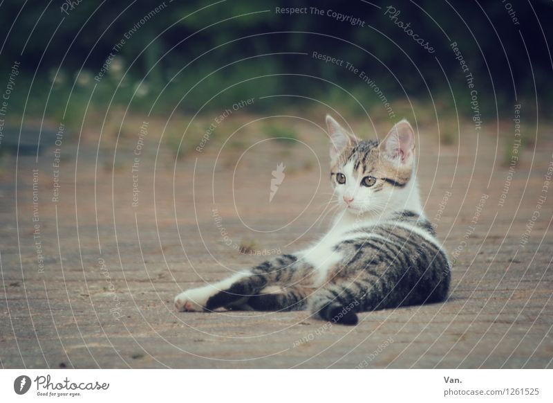 Samson Plant Pet Cat Pelt 1 Animal Stone Observe Small Curiosity Kitten Colour photo Subdued colour Exterior shot Deserted Evening Shallow depth of field