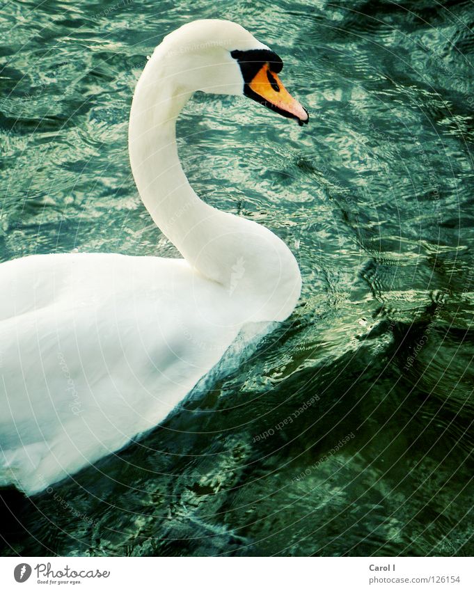 surfers Green Swan Waves Beak Dark Wind White Feather Bird Deep Railroad Lake Switzerland Zugersee Lake Gale Life Passion Storm warning Dangerous Animal