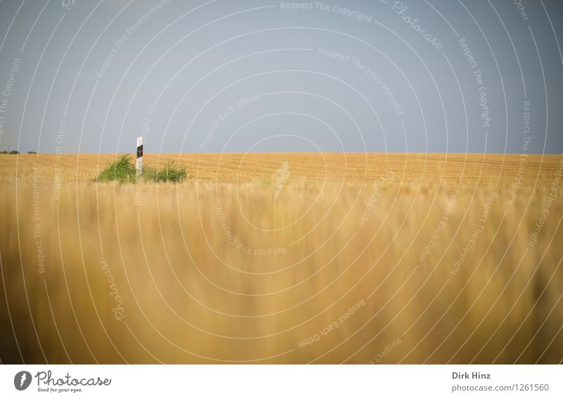 Traffic in the cornfield? Environment Nature Landscape Earth Sky Horizon Summer Plant Agricultural crop Transport Road sign Crazy Blue Yellow Gray Uniqueness