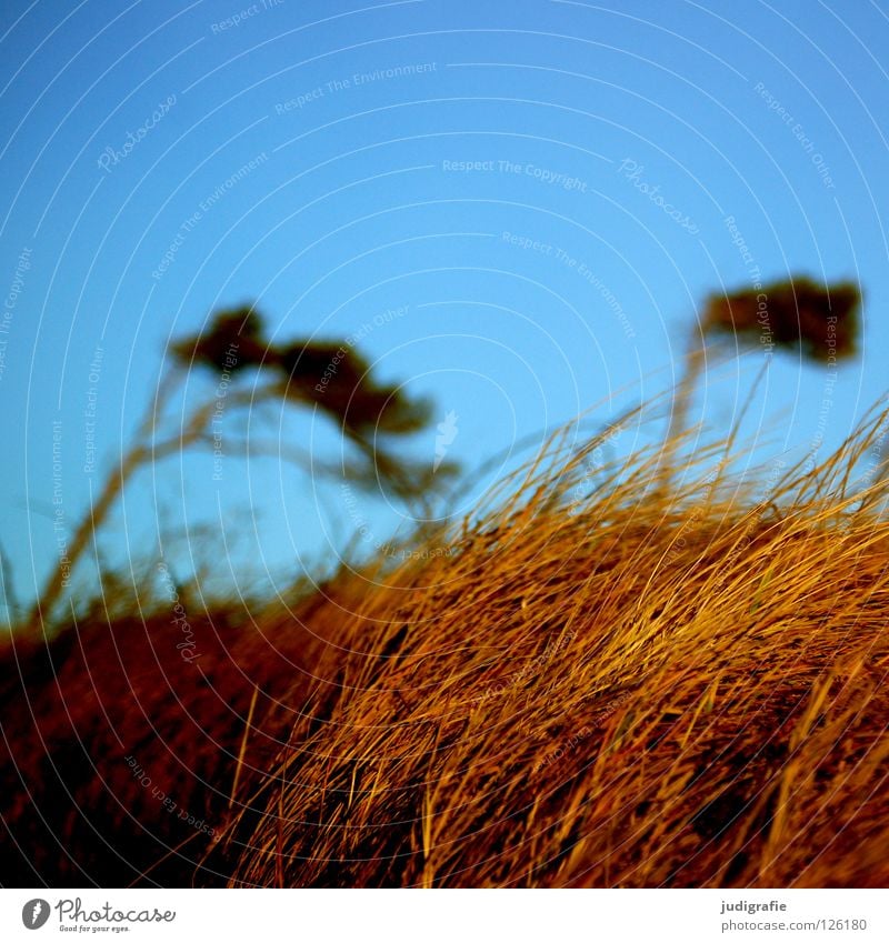 western beach Wind cripple Grass Fischland-Darss-Zingst Western Beach Passion Edge of the forest Beautiful Tree trunk Green Meadow Gale Rough Environment Colour