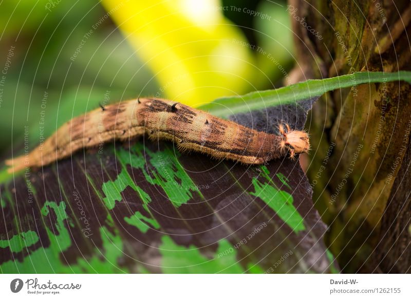 caterpillar insatiable Nature Plant Animal Summer Beautiful weather Leaf Forest Virgin forest Farm animal Butterfly Pelt Zoo 1 Eating To feed Exotic Hideous