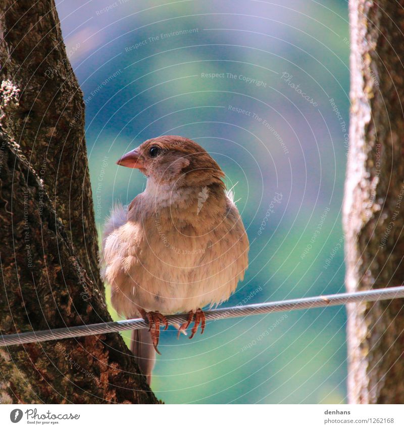 Dear sparrow... Zoo Animal Tree Bushes Garden Wild animal Bird Sparrow 1 Wire cable Sit Free Natural Cute Blue Brown Green Trust Safety Calm Life Timidity Ease