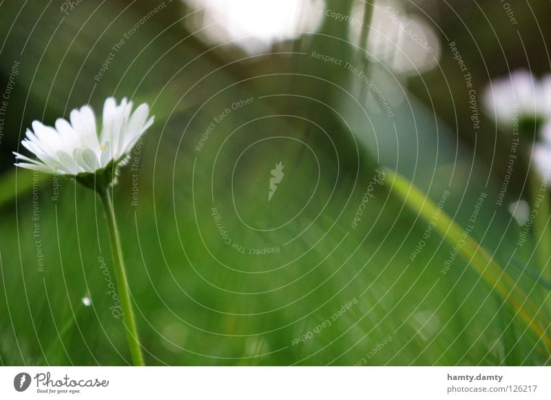 little flowers Daisy Flower Summer Green Meadow Grass sureal Garden