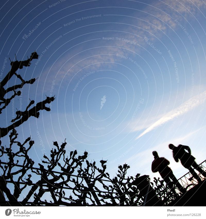 silhouette Silhouette Black Human being Tree Branchage Stairs Foreign Mysterious Winter Sky Man Shadow Blue Animal Twig Anonymous