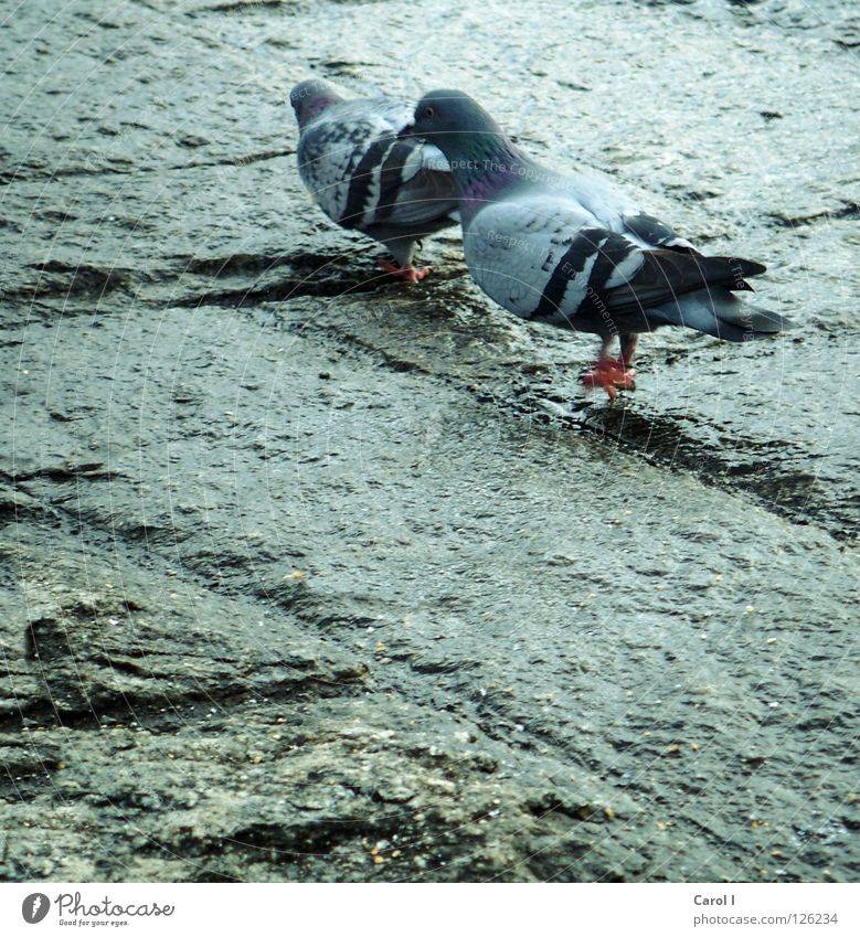 romantic walk!!! Pigeon Rutting season Bird Feather Pattern Matrimony Wet Flying Lake Romance Intrusive Together Switzerland Love Peace Walking Blue