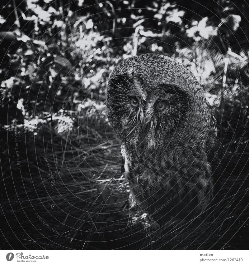 Look me in the eye Plant Tree Grass Animal Bird Animal face 1 Looking Dark Black White Owl birds Under Black & white photo Exterior shot Detail Deserted