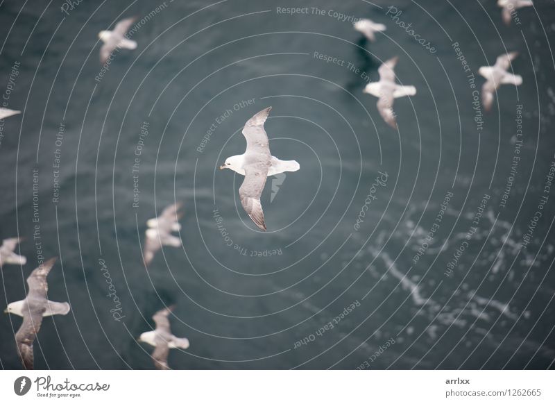 Northern fulmar flying over water Ocean Environment Nature Animal Sky Bird Wing 4 Group of animals Flying Gray White northern Gliding fulmarus glacialis