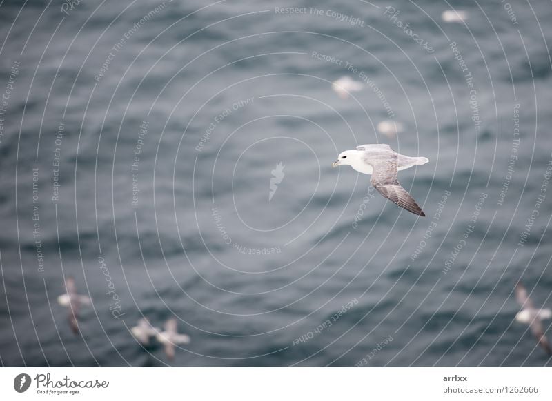 Northern fulmar flying over water Ocean Environment Nature Animal Sky Wind Bird Wing 4 Group of animals Flying Gray White northern Gliding fulmarus glacialis