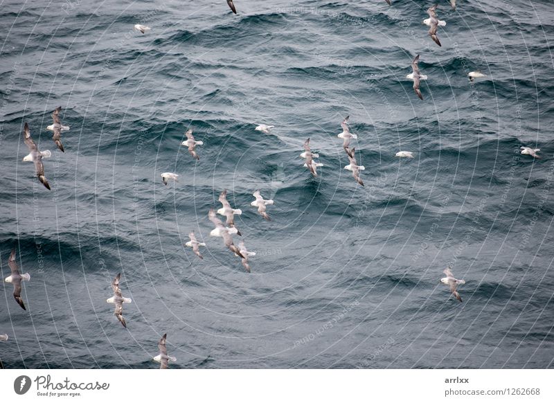 Northern fulmar flying over water Ocean Environment Nature Animal Sky Bird Wing 4 Group of animals Flying Gray White northern Gliding fulmarus glacialis