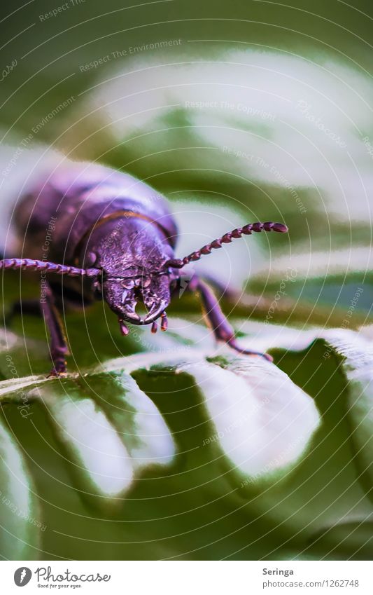 First break Nature Landscape Plant Animal Garden Park Meadow Beetle Animal face 1 Crawl Insect Colour photo Multicoloured Exterior shot Close-up Detail