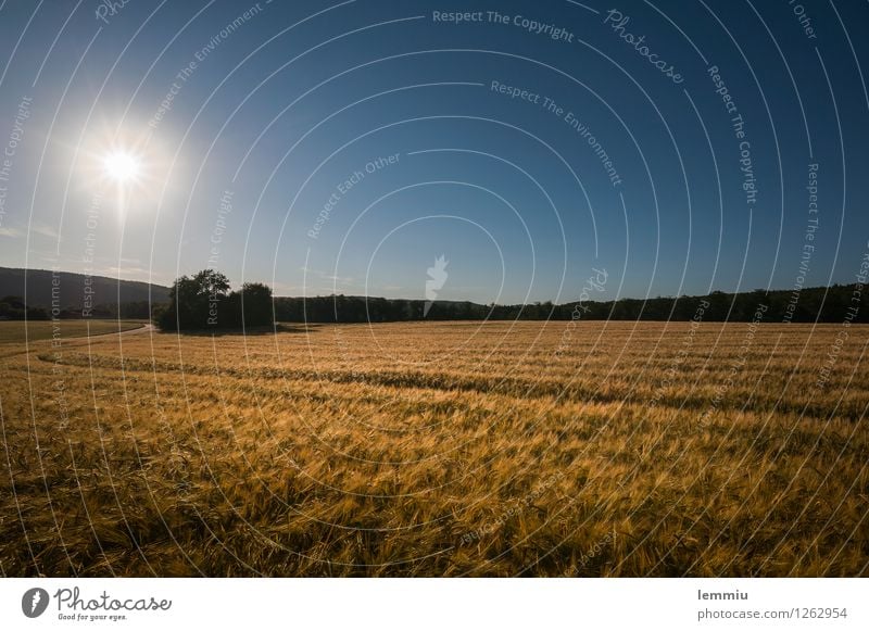 Cornfield in the evening light Trip Landscape Plant Sky Cloudless sky Horizon Sun Sunrise Sunset Sunlight Summer Agricultural crop Field Infinity Blue Brown