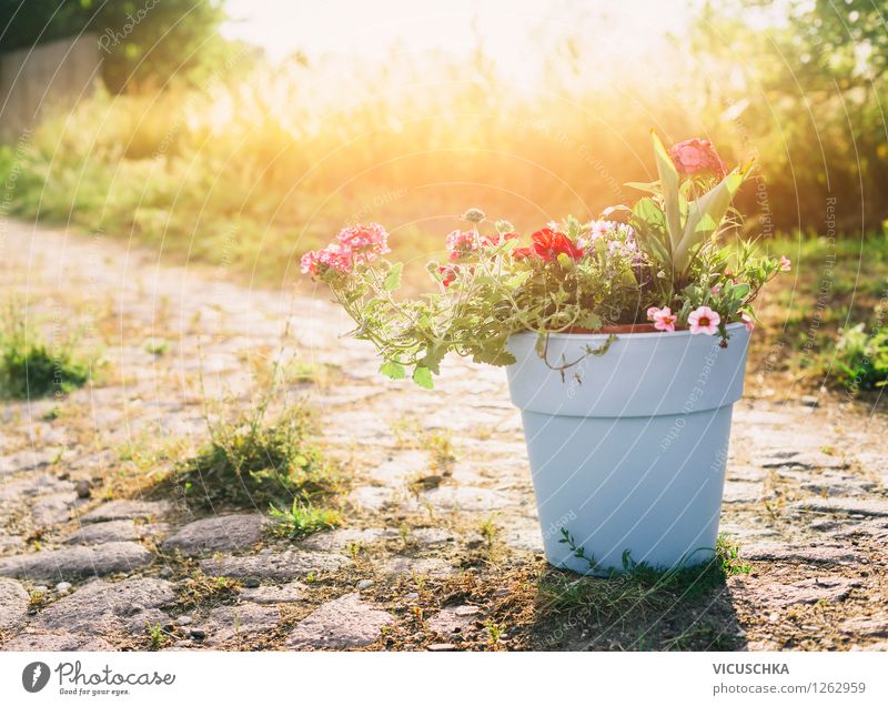 Flower pot with garden flowers Style Design Garden Decoration Nature Landscape Plant Sunrise Sunset Sunlight Summer Autumn Beautiful weather Pot plant Flowerpot