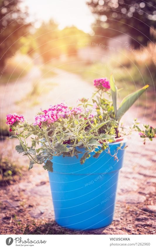 Flowers in a blue flowerpot. Garden Decoration Style Design Summer Nature Plant Sunrise Sunset Sunlight Beautiful weather Pot plant Terrace Container