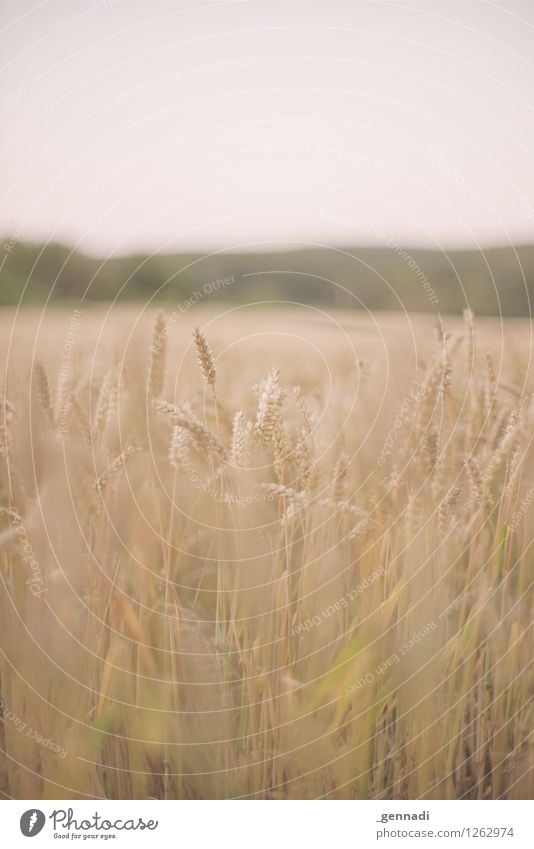 cereals Environment Nature Landscape Elements Plant Agricultural crop Grain Wheat Wheatfield Authentic Field Blade of grass Colour photo Exterior shot Deserted