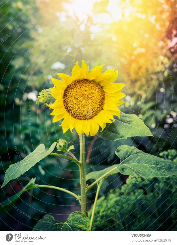 Perfect sunflower in the garden Style Design Leisure and hobbies Summer Garden Decoration Nature Plant Sun Sunrise Sunset Sunlight Autumn Beautiful weather