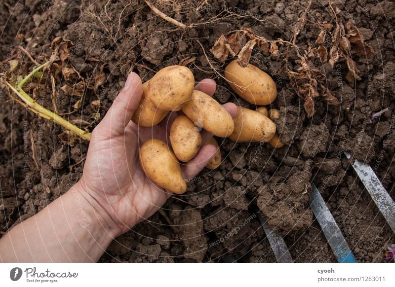 back to the roots II Hand Agricultural crop Garden Field Work and employment Growth Fresh Contentment Anticipation Success Patient Diligent Endurance Effort