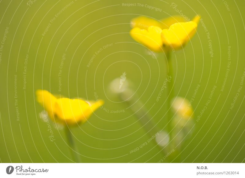 flowering Plant Summer Flower Grass Blossom Wild plant Growth Free Bright Small Life Happy Sustainability Nature Colour photo Exterior shot Close-up Deserted