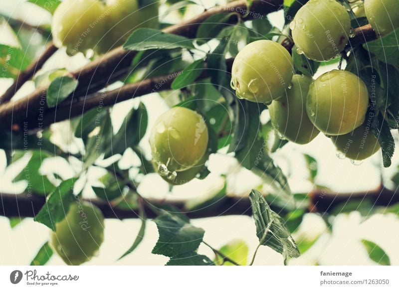 orchard Environment Nature Drops of water Summer Garden Fresh Healthy Yellow plum Organic produce Ecological Green Bright green Twigs and branches Delicious