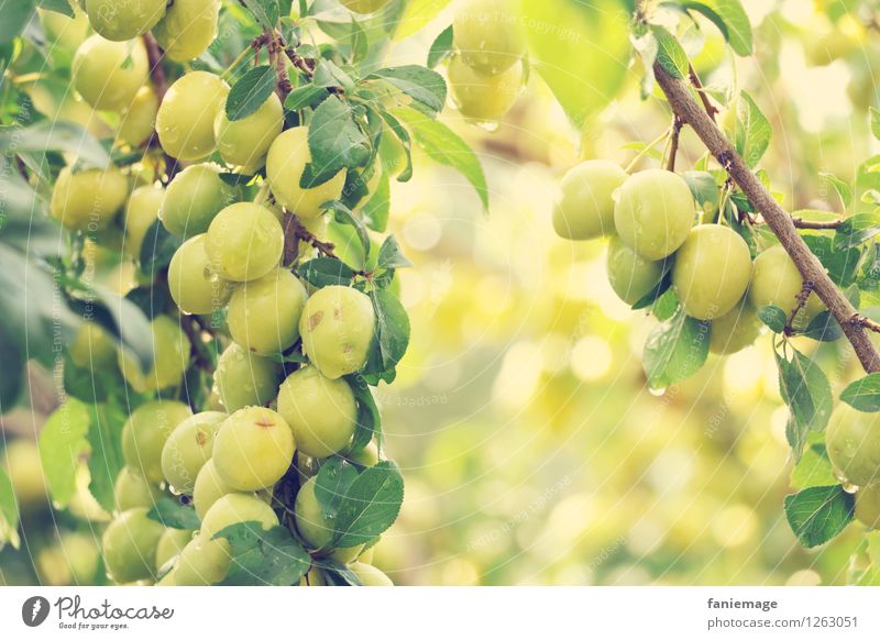 mirabelle plums Nature Drops of water Summer Beautiful weather Garden Park Fresh Healthy Delicious Wet Juicy Brown Yellow Green Yellow plum Windfall Fruit trees