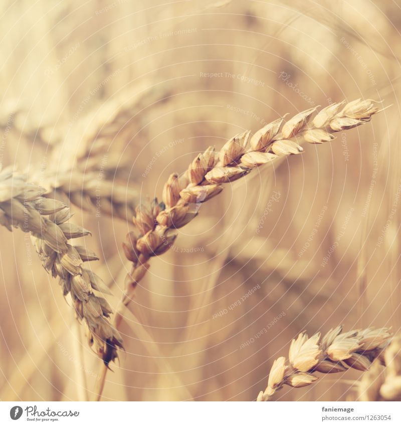 spike Environment Nature Summer Beautiful weather Field Healthy Ear of corn Wheat Wheatfield Close-up Brown Beige Detail Natural Ecological Organic produce