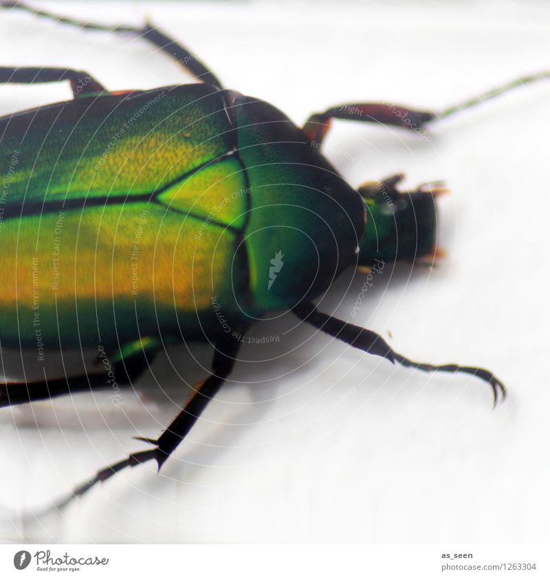 scarab Environment Nature Animal Beetle Insect Rose beetle Insect repellent Leg of a beetle Glittering Crawl Illuminate Esthetic Exotic Creepy Natural Green