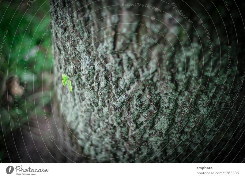 Tender little plant Environment Tree Leaf Green Relaxation Tree bark Shoot Colour photo Exterior shot Evening Shallow depth of field Bird's-eye view