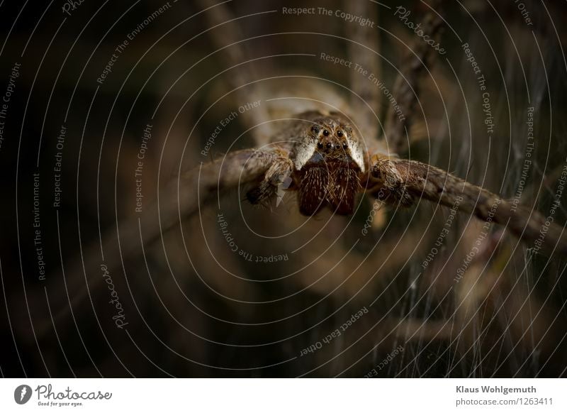 Argus eyes Environment Nature Animal Summer Garden Park Meadow Forest Spider list spider 1 Wait Threat Creepy Brown White Disgust Eyes Mandible Colour photo