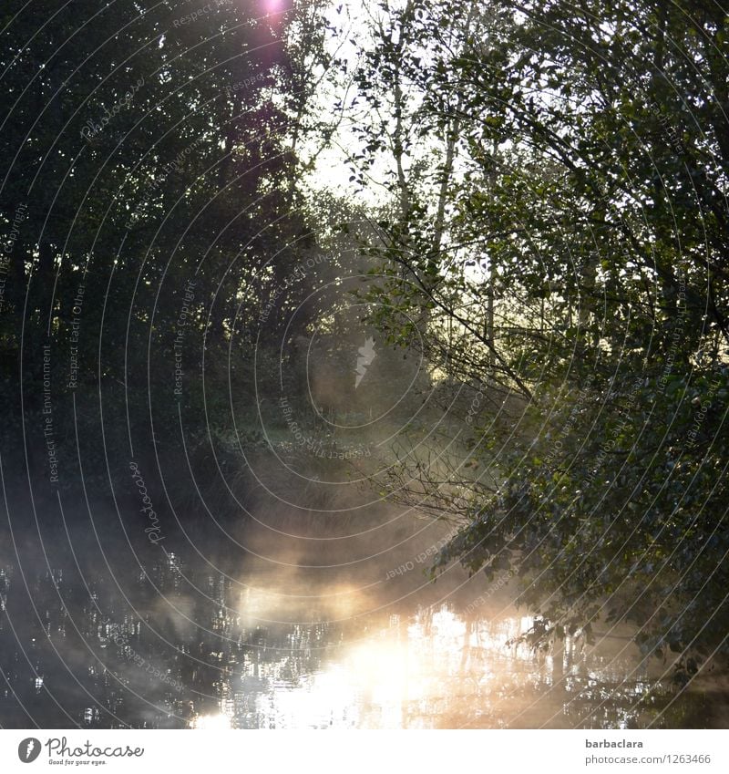 the day awakens Nature Landscape Water Sun Autumn Fog Bushes Pond Lake Illuminate Dark Bright Moody Beginning Hope Calm Colour photo Exterior shot Dawn