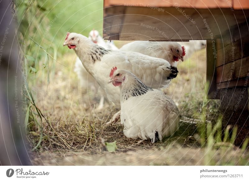 Rooster in the basket? Nature Animal Grass Garden Meadow Pet Farm animal Bird Animal face Barn fowl 3 Group of animals Animal family Observe Feeding Listening