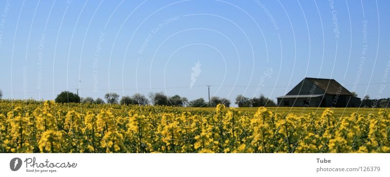 Happy Women's Day! Canola Yellow Green Plant Field Saxony Barn House (Residential Structure) Farm Agriculture Canola field Oilseed rape cultivation Pure Clean