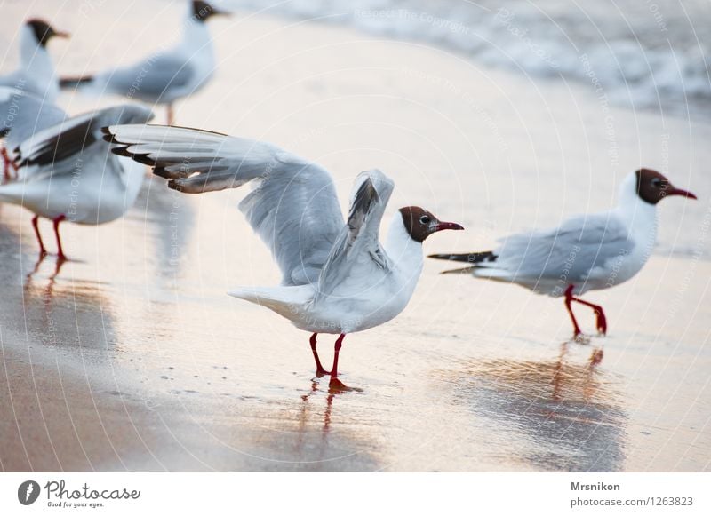 seagull Vacation & Travel Summer Summer vacation Sun Beach Ocean Island Waves Nature Sand Water Beautiful weather Coast Baltic Sea Bird Wing 1 Animal