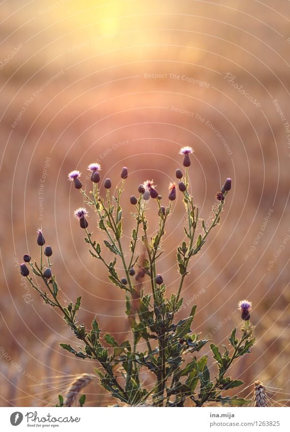 time stood still Environment Nature Plant Sun Sunrise Sunset Sunlight Summer Flower Grass Blossom Wild plant Field Warmth Yellow Green Orange Stagnating Weed