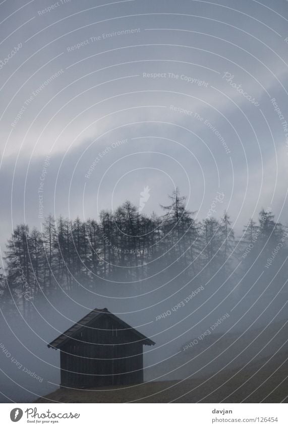 dawn Fog Forest Dark Tree Treetop Clouds Creepy Loneliness Fear Panic Winter Dangerous Hut Morning Gray