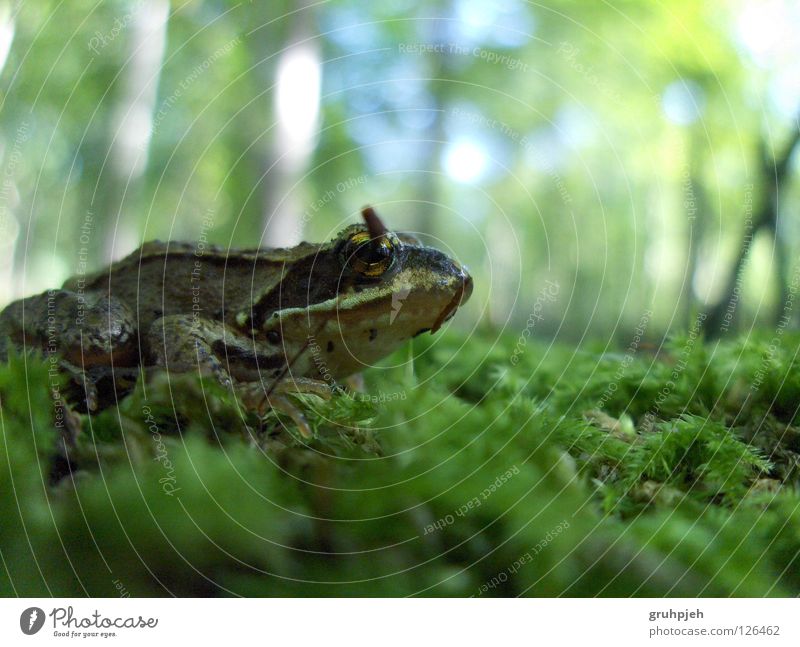 frog Forest frogzilla Frog monster frog Macro (Extreme close-up) Perspective Floor covering