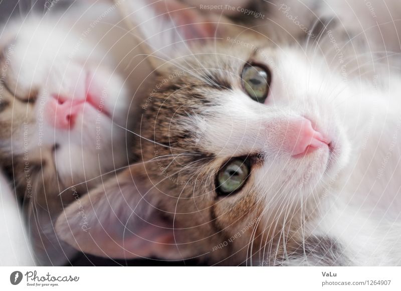 Huge ears & pink noses Animal Pet Cat Animal face Pelt 2 Baby animal Sleep Colour photo Interior shot Macro (Extreme close-up) Day Looking into the camera