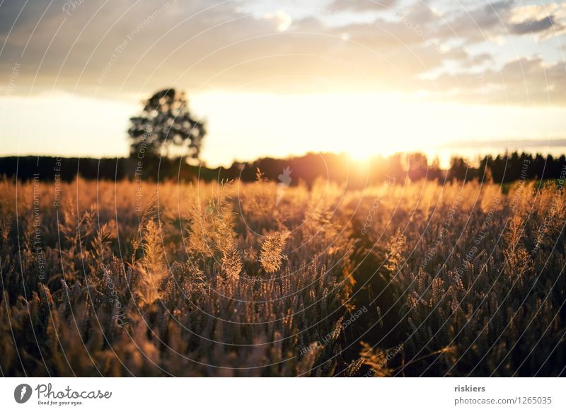 Sun goes down Environment Nature Landscape Plant Sunrise Sunset Sunlight Summer Beautiful weather Warmth Field Illuminate Free Happiness Gigantic Natural Gold