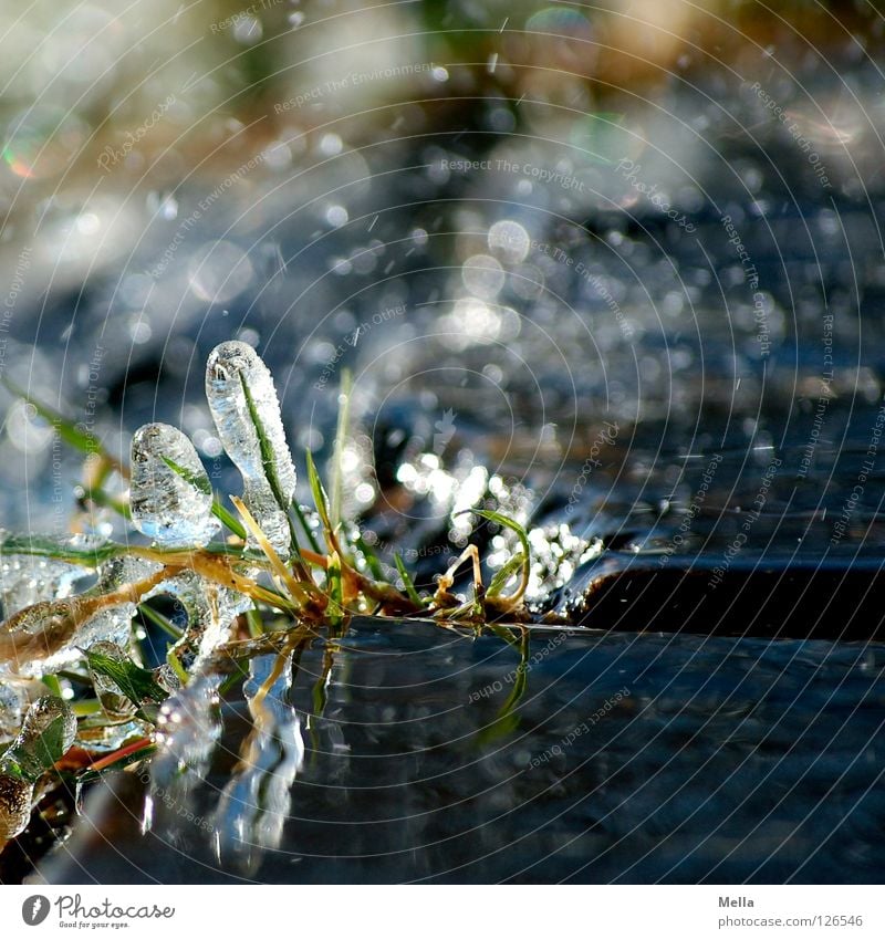 One thing I still have - Spring ice VI Environment Nature Plant Water Drops of water Winter Ice Frost Grass Blade of grass Glittering Growth Exceptional Fresh