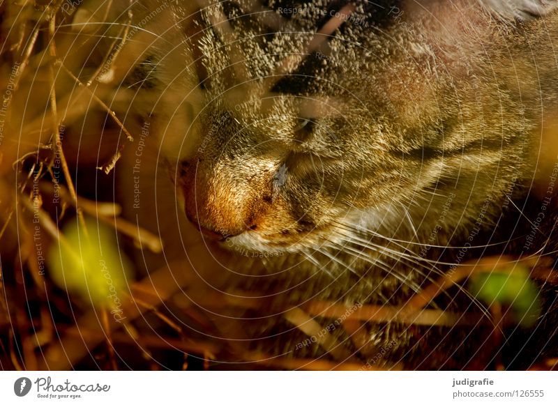 Cat in the bush Bushes Calm Sleep Animal Mammal Pet Soft Facial hair Colour Domestic cat Twig Life Free Freedom Nose