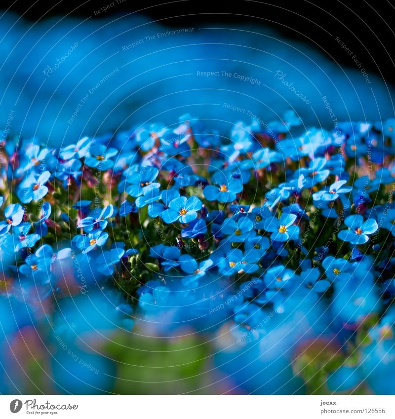 florid Flower Blossom leave Field Spring Yellow Green Milkwort family Light Plant Depth of field Summer Blur Meadow Ornamental plant aubrieta aubrieta deltoidea