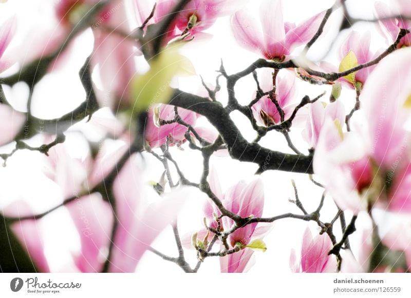 Backlight magnet foil 2 White Abstract Tree Magnolia plants Spring Plant Back-light Pink Red Light Background picture Blossom Blossom leave Transience Branch