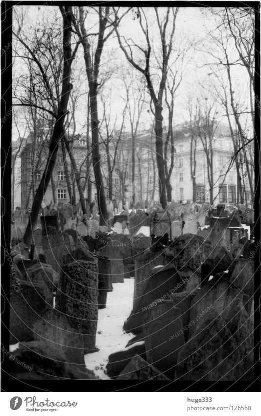 Old Jewish Cemetery Grave Prague Tombstone Grief Tree Calm Prayer Winter Epitaph Death Multiple House (Residential Structure) Distress Europe Sadness