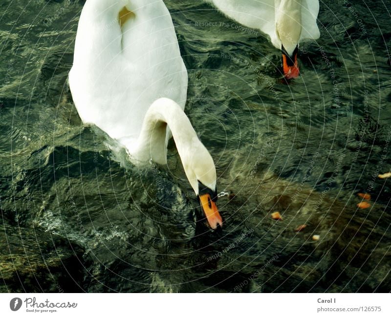 Storm warning!!!!!! Green Swan Waves Beak Dark Wind White Feather Bird Deep Railroad Lake Switzerland Zugersee Lake Gale Life Passion Dangerous Animal